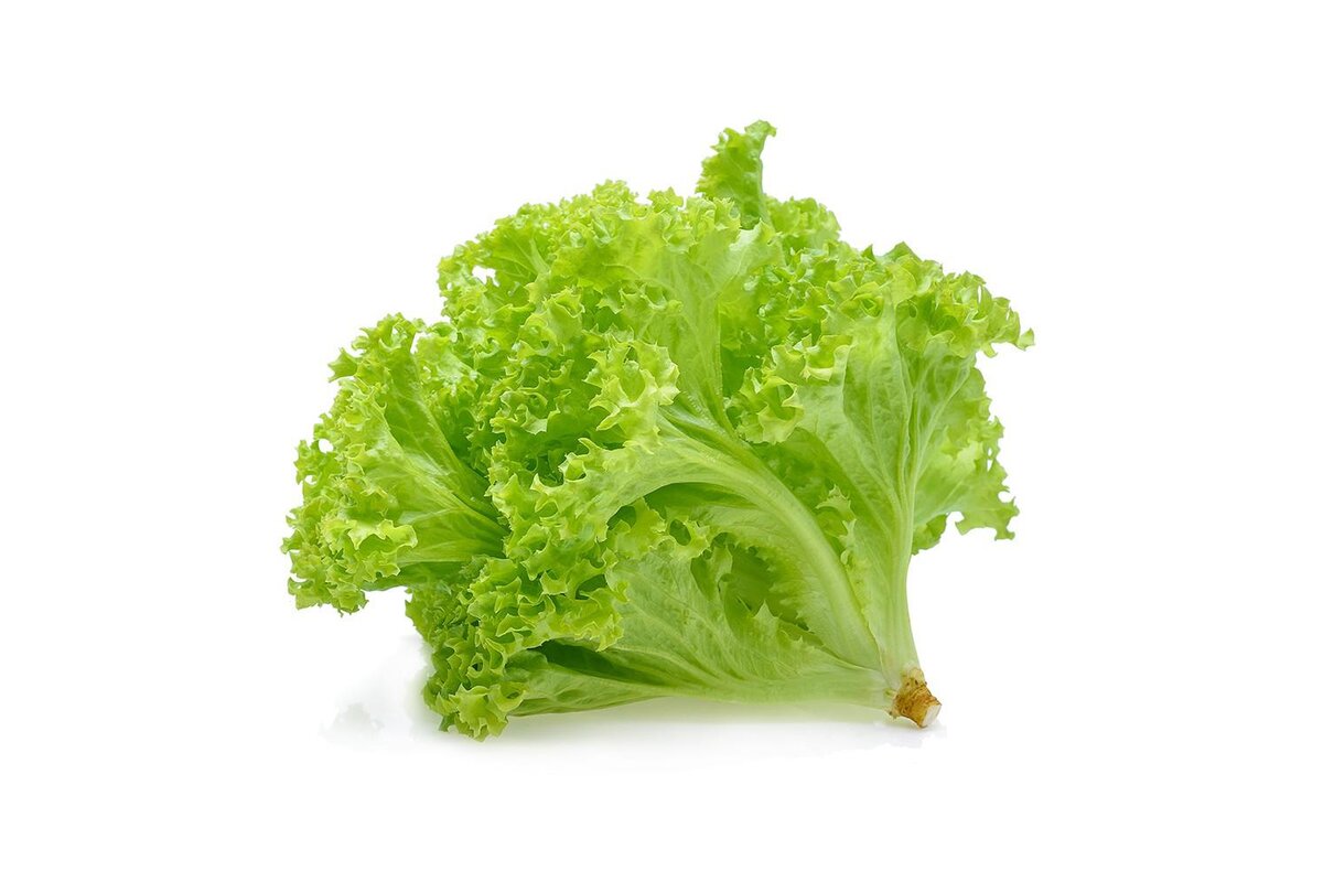 Lollo Biondo zelený kučeravý šalát