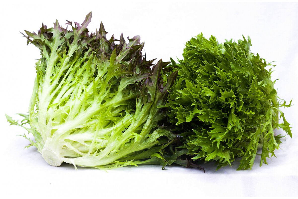 Frisse zelený kučeravý šalát