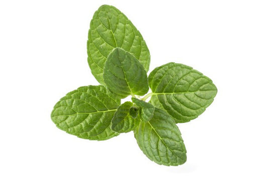 Bylinky - Medovka 30 g zväzok